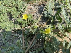 Tribulus taiwanense