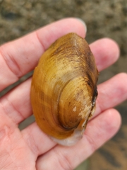 Atlanticoncha ochracea