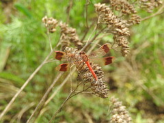 Sympetrum pedemontanum elatum