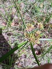 Cyperus eragrostis image