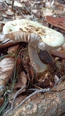 Amanita citrina
