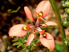 Moraea papilionacea