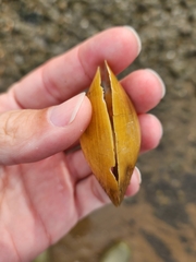 Atlanticoncha ochracea