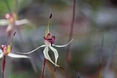 Caladenia lowanensis