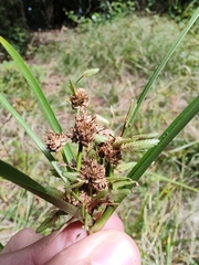 Cyperus eragrostis image