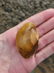 Atlanticoncha ochracea