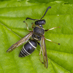 Euodynerus planitarsis