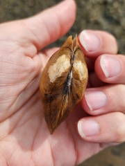 Atlanticoncha ochracea