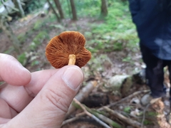 Cortinarius semisanguineus