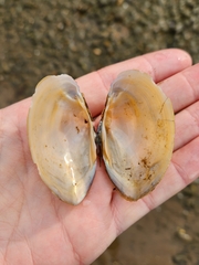 Atlanticoncha ochracea