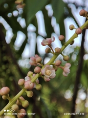 Lepisanthes alata