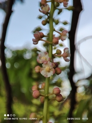 Lepisanthes alata