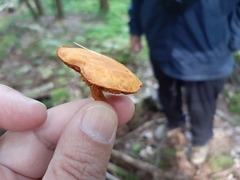 Cortinarius semisanguineus