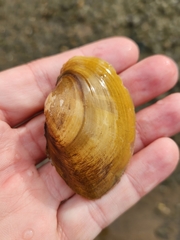 Atlanticoncha ochracea