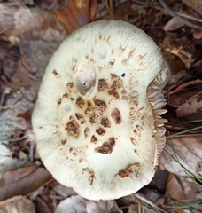 Amanita citrina