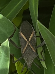 Mictis profana