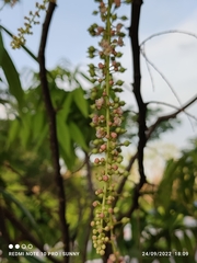 Lepisanthes alata