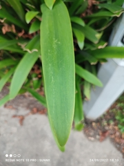 Hymenocallis speciosa
