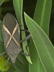 Mictis profana
