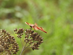 Sympetrum pedemontanum elatum