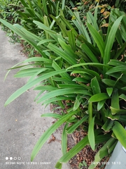 Hymenocallis speciosa