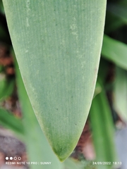 Hymenocallis speciosa