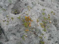 Coelanthum grandiflorum