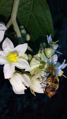 Misumenoides