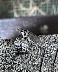 Anthomyia procellaris