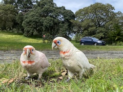 Cacatua tenuirostris