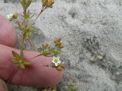 Coelanthum grandiflorum