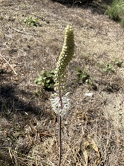 Drimia numidica