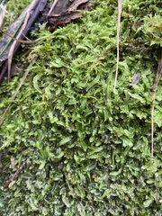 Lophocolea semiteres