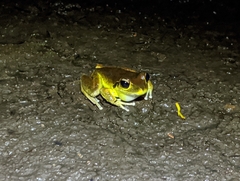Ranoidea lesueuri