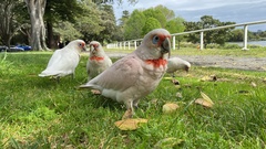 Cacatua tenuirostris