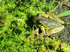 Ranoidea lesueuri