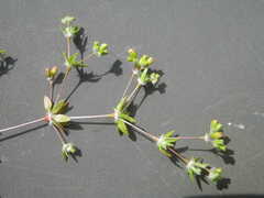 Coelanthum grandiflorum