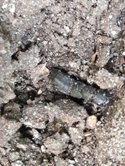 Ocypus olens