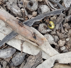 Euander lacertosus
