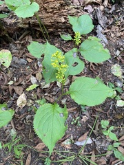 Solidago flexicaulis