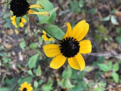 Rudbeckia triloba