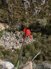 Cyrtanthus angustifolius