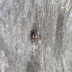 Euander lacertosus