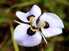 Moraea villosa