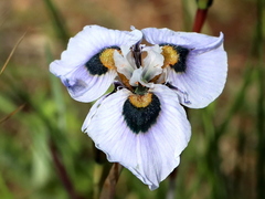 Moraea villosa