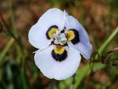 Moraea villosa
