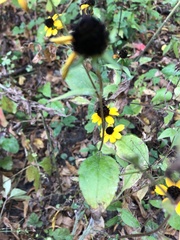 Rudbeckia triloba