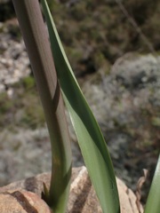 Cyrtanthus angustifolius