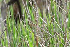 Acrocephalus australis