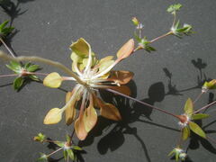 Coelanthum grandiflorum